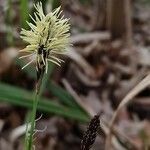 Carex caryophyllea flower picture by psisalonupotoka (cc-by-sa)