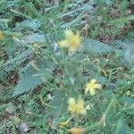 Lactuca muralis flower picture by Raoul Fouris (cc-by-sa)