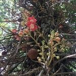 Couroupita guianensis fruit picture by Hemptinne Axel (cc-by-sa)
