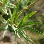 Gomphocarpus fruticosus leaf picture by Anja Otto (cc-by-sa)