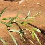 Searsia lancea leaf picture by garth burge (cc-by-sa)