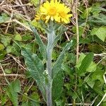 Tephroseris helenitis habit picture by Philippe GARRO (cc-by-sa)