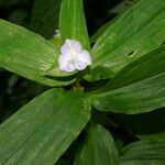 Tradescantia poelliae flower picture by Nelson Zamora Villalobos (cc-by-nc)