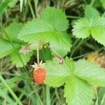Fragaria viridis fruit picture by Judicaël CASTAGNET (cc-by-sa)