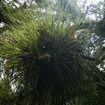 Tillandsia bartramii leaf picture by Sylvain Piry (cc-by-sa)