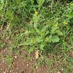 Brassica juncea habit picture by susan brown (cc-by-sa)