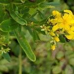 Hypericum densiflorum leaf picture by Andy Sheets (cc-by-sa)