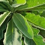 Verbascum sinaiticum leaf picture by susan brown (cc-by-sa)