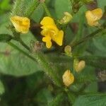 Vigna radiata flower picture by Arvind Kulkarni (cc-by-sa)