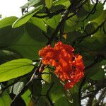 Cordia sebestena flower picture by claire Felloni (cc-by-sa)