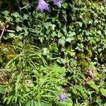 Campanula rapunculus habit picture by Francois Mansour (cc-by-sa)