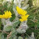Hieracium villosum flower picture by Jean Gauberti (cc-by-sa)
