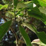 Avicennia germinans leaf picture by claire Felloni (cc-by-sa)