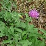 Centaurea pectinata flower picture by Bertrand Hardy (cc-by-sa)