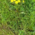 Crepis capillaris habit picture by Didier Ploquin (cc-by-sa)