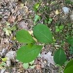 Lindera benzoin leaf picture by julia elloff (cc-by-sa)