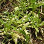 Myosotis sicula habit picture by Sylvain Piry (cc-by-sa)