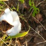 Gossypium arboreum flower picture by Alagu Alagu Raj KP (cc-by-sa)