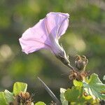 Ipomoea ficifolia flower picture by Maarten Vanhove (cc-by-sa)