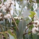 Eucalyptus viminalis flower picture by Nick Dal Molin (cc-by-sa)