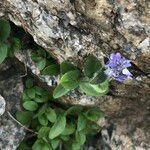 Veronica alpina flower picture by Lennaert Steen (cc-by-sa)