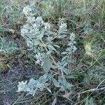 Marrubium peregrinum habit picture by iBushcrafter (cc-by-sa)
