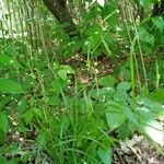 Carex gracillima habit picture by PT (cc-by-sa)