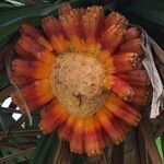 Pandanus tectorius fruit picture by Daniel Barthelemy (cc-by-sa)