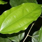 Lunania mexicana leaf picture by Nelson Zamora Villalobos (cc-by-nc)