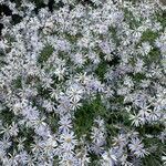 Aster pyrenaeus flower picture by Eric MROZIK (cc-by-sa)