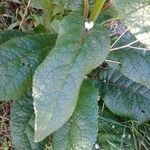 Verbascum chaixii leaf picture by Dan d'Auge (cc-by-sa)