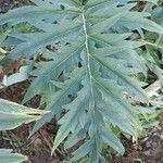 Cynara cardunculus leaf picture by Thierry LE COM (cc-by-sa)