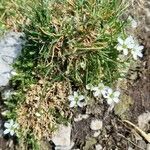 Arenaria ciliata habit picture by Jani Zadrgal (cc-by-sa)