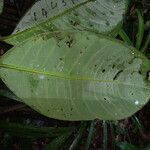 Eschweilera congestiflora leaf picture by Lisa Moreno (cc-by-sa)