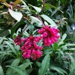 Cestrum elegans flower picture by nischal gurung (cc-by-sa)