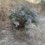 Limonium vulgare habit picture by Centeno Juan D (cc-by-sa)