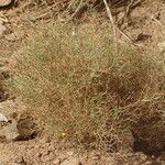 Launaea arborescens habit picture by Maarten Vanhove (cc-by-sa)