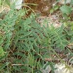 Astragalus australis habit picture by Yoan MARTIN (cc-by-sa)