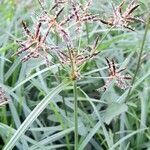 Cyperus rotundus habit picture by Trap Hers (cc-by-sa)