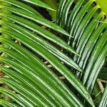Encephalartos tegulaneus leaf picture by susan brown (cc-by-sa)