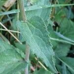 Campanula rapunculoides leaf picture by Chris Georges (cc-by-sa)