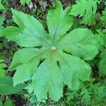 Podophyllum peltatum leaf picture by Ken Rochelle (cc-by-sa)