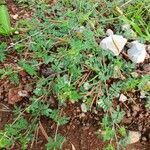Indigofera brevicalyx habit picture by susan brown (cc-by-sa)
