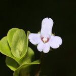 Bacopa salzmannii flower picture by Nelson Zamora Villalobos (cc-by-nc)