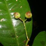 Faramea occidentalis fruit picture by Nelson Zamora Villalobos (cc-by-nc)