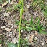 Ophrys fusca habit picture by Stéphane Bonhomme (cc-by-sa)