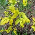Ptelea trifoliata leaf picture by Player 3T6 (cc-by-sa)