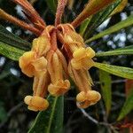 Pittosporum deplanchei flower picture by Richard Chesher (cc-by-sa)