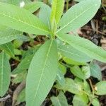 Crotalaria juncea leaf picture by Goustan Bodin (cc-by-sa)