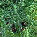 Phyllanthus urinaria leaf picture by christiane Fazer (cc-by-sa)